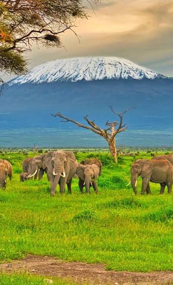 Amboseli National Park Elephants