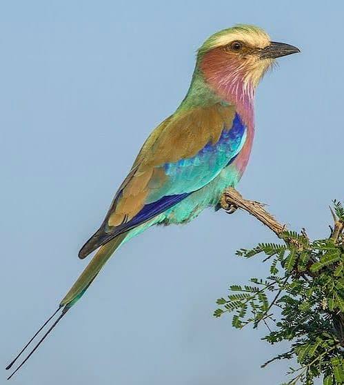 Kenya Bird Watching Safari