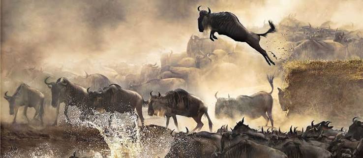 Great Wildebeest Migration