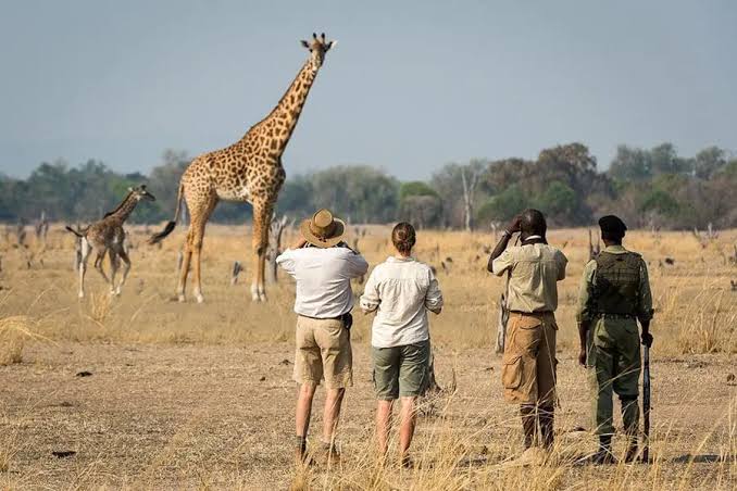 Bush Walking Safari with Ranger