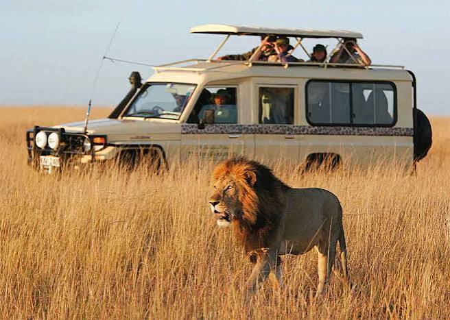 Safari Land Cruiser on Game Drive