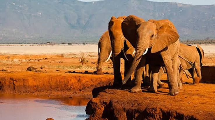 Tsavo National Park Red Elephants