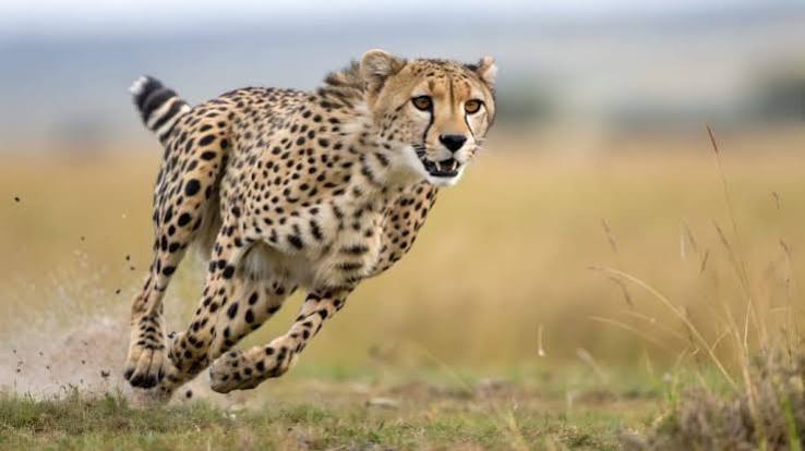 Cheetah on African Plains