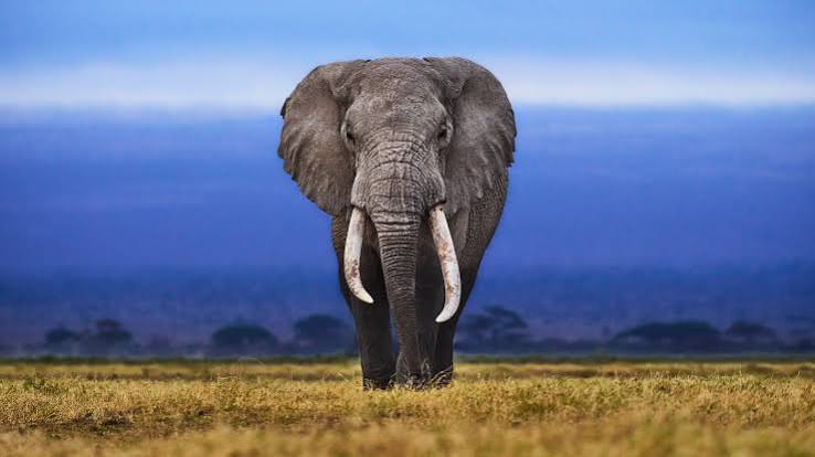 10-Day Kenya Grand Safari