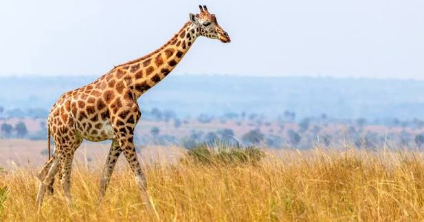 Reticulated Giraffes at Golden Hour