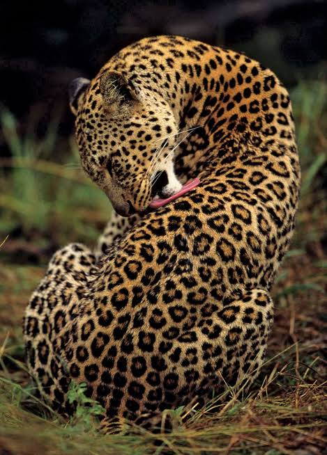 Wildlife Photography Safari