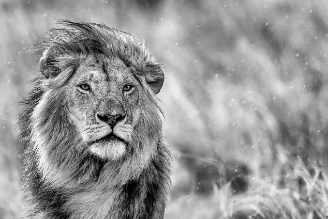7-Day Kenya Highlights Safari